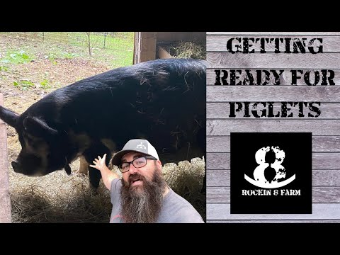 Prepping The Barn For Farrowing | Idaho Pasture Pigs