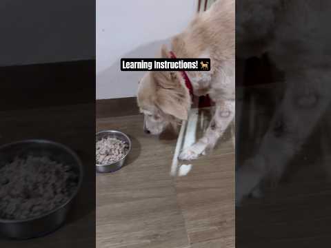 The Cutest Golden Retriever Dog Eating His Dinner