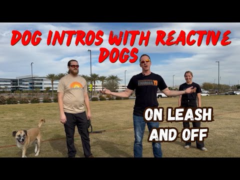 How to Do Dog Introductions with a Reactive Dog