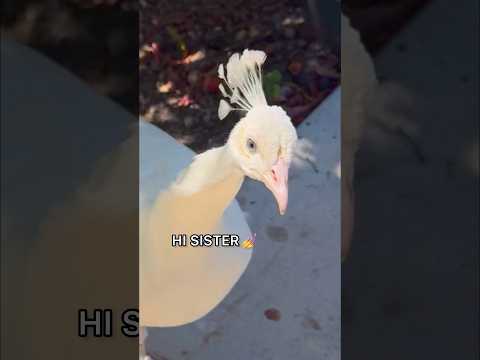 THIS PEACOCK TRIED TO EAT MY STRESS BALL FIDGET! 😱😭😳 *rip fidget*