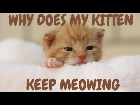 Why Does My Kitten Keep Meowing