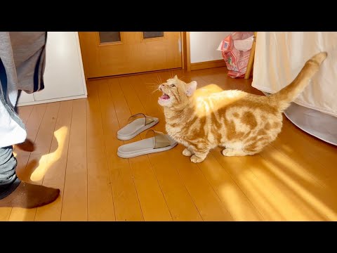 3年間『たけまり』を続けてるママの元へ通い続けてる猫。