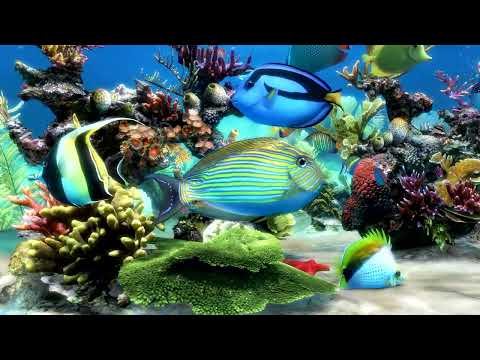 Colorful Fish Tank Aquarium For Cats | Calming Water Sounds for Meditation & Focus | 2 Hours