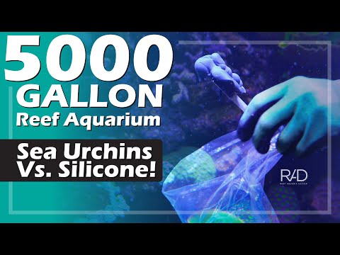 5000 GALLON REEF AQUARIUM - SEA URCHINS WERE EATING THE 795 SILICONE! SEE HOW THE RAD TEAM FIXED IT.