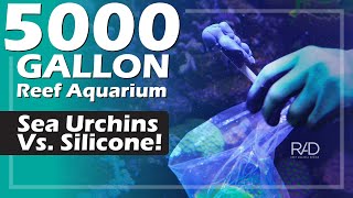 5000 GALLON REEF AQUARIUM - SEA URCHINS WERE EATING THE 795 SILICONE! SEE HOW THE RAD TEAM FIXED IT.