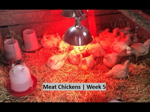 Meat Chickens | Week 5