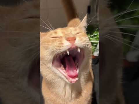 Archie just wanted to yawn...  #4k #purrfectlyadorable #catlover #cat