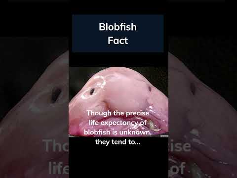 🍥 Meet the Blobfish 🍥 Do you think it's cute? comment. #shorts #blobfish #facts #fish #deepsea