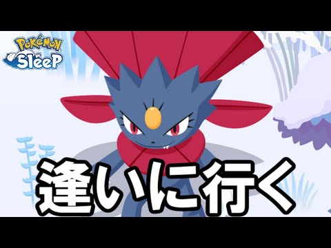 マニューラを乱獲します。【ポケモンスリープ】