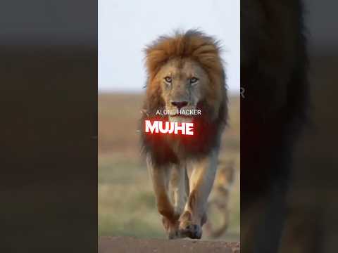 Pahle mare Badhe bhai se to millay||Sher shayari ||Lion attitude shayari status #viralvideo