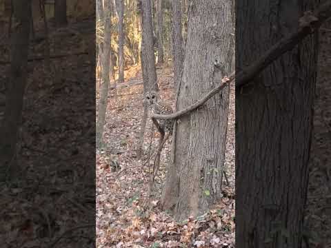 Spooky Owl Drops In While I'm Getting In MY Tree Stand!! #owl #wildlife #spooky #nofear #wtf #deer