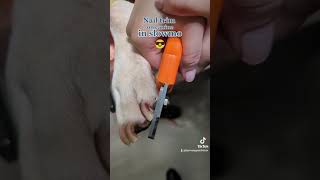 Slo-mo nail trim on a dog!!!