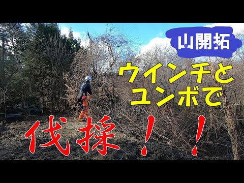 【山開拓】ウインチとミニユンボによる枯損木の伐倒と集積