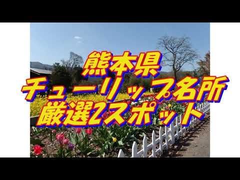 44【熊本県】チューリップの名所＜2選＞