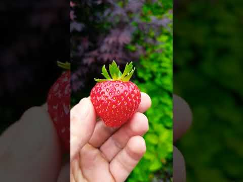 beautiful strawberries from home garden #shorts