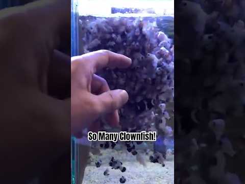 Have you ever seen this many clownfish at one time?! #clownfish #aquarium