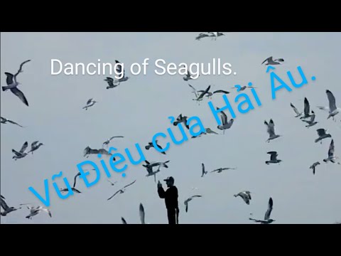 Dancing of Seagulls. Thanks for your watching ! - Vũ Điệu của Hải Âu .Cám ơn Các Bạn đã xem.