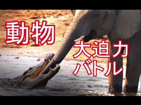 Animal Heavyweight  Battle elephant  Lion  Gorilla Crocodile   ranking Hippo Rhino Bear Buffalo