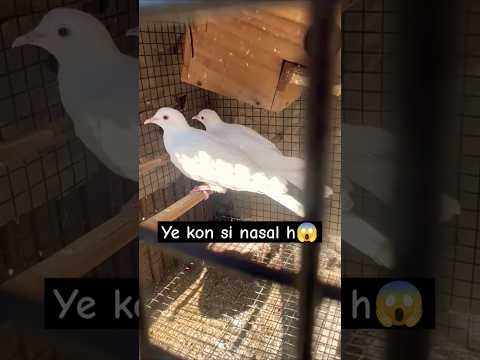 Ye kon si nasal h 😱 #pigeon #shortvideo  #shorts #viralvideo