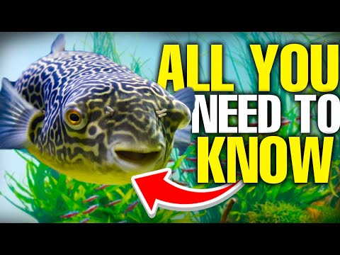 Freshwater Puffer Fish Are The BEST (And Here's Why)