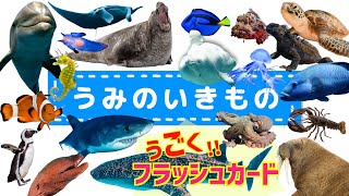 【子供向け 水族館アニメ】海の生き物 お魚さん の 動くフラッシュカードで生き物の名前を覚えよう◎ 32種類のいきものが勢ぞろい【うみのいきものずかん】