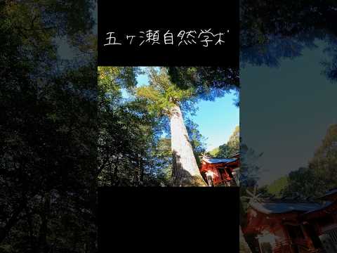 十根川フットパス【秋づく】ショートver #shorts #五ヶ瀬自然学校 #椎葉村フットパス