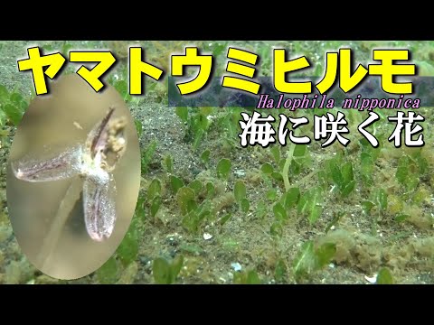 【 ヤマトウミヒルモ 】海に咲く花　Halophila nipponica