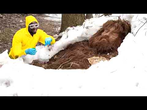 Expedition Bigfoot Season 5 Canceled After They Just Discovered Bigfoot's Hiding Place!