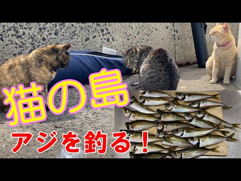 【福岡釣り】近所の猫島で浮きサビキ！ネコとアジに癒されました～♪【33釣目】　#相島　＃釣り　#サビキ釣り