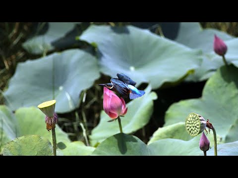 東港鎮的翠鳥Alcedo atthis（2024 09 09）