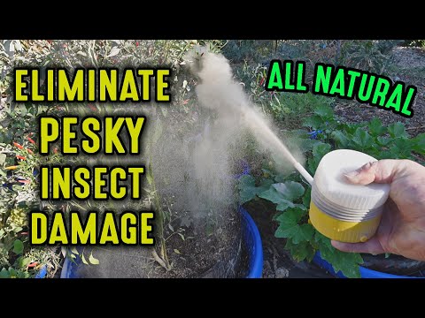 ELIMINATE Most Garden Insect PESTS With This Easy ALL NATURAL Treatment!