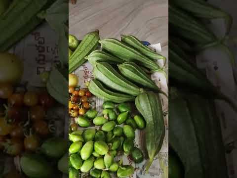 Vegetables, fruits, flowers harvest from my terrace garden