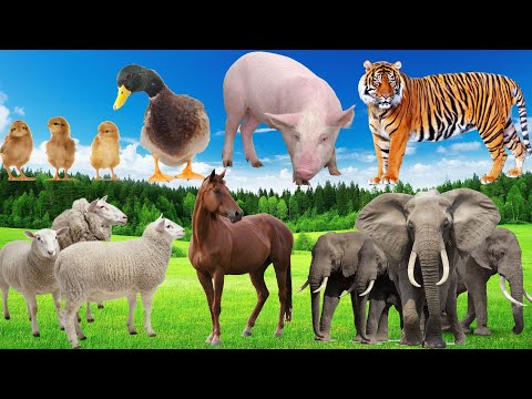 Life of Animals: Horse, Buffalo, Tiger, Pig, Duck, Cat... - Animals around us