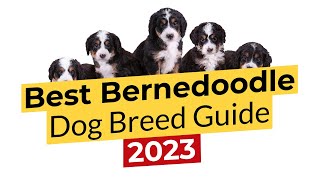 Best Bernedoodle Dog Breed Guide 📃🔴 2023 🔴