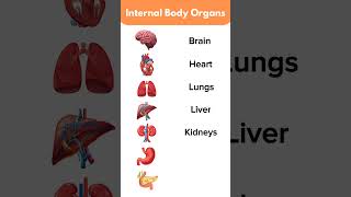 Human Body Internal Organs || #english #vocabulary #vocabularywords #humanbodypartsname #vocabulary