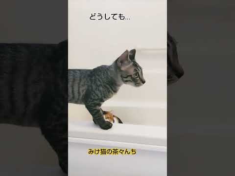 怖いけど…子猫　#三毛猫#funny#子猫#保護猫