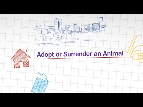 How To: Adopt or Surrender an Animal in Denver