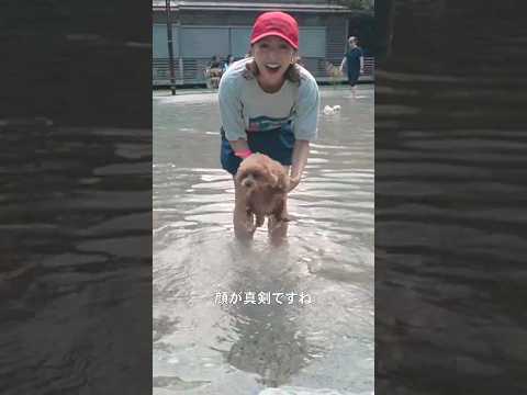 愛犬とプールへ遊びに行ったらゲリラ豪雨が発生☔️最後の夏の思い出✨