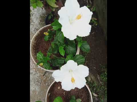 White Hibiscus flower