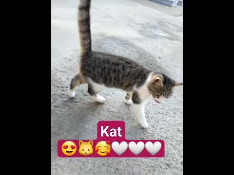 #cat #shorts #little #short #littlecat #adorable #beautiful #catvideos ♥️♥️♥️♥️♥️♥️♥️♥️♥️♥️🐱🐱🐱🐱♥️