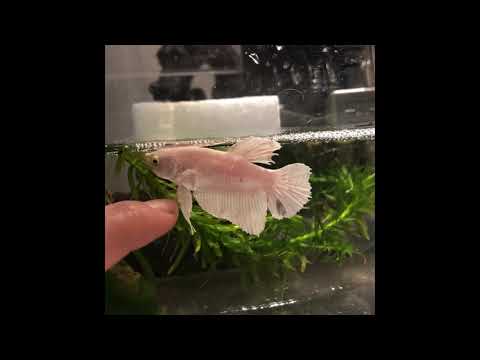 ベタが手を振り返す動画 My betta is waving