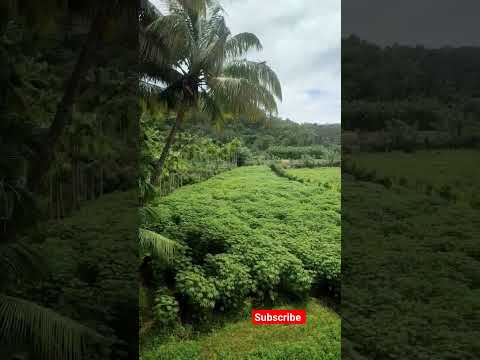 Agricultural land😍 😍#shortsfeed #shortsviral #tamil #video #shortvideo