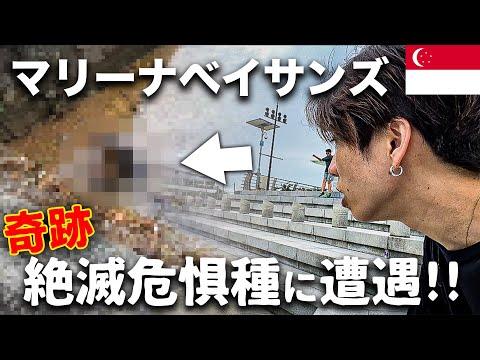 【大事件】シンガポールの繁華街を歩いてたら野生のカワウソに遭遇した