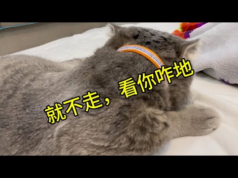 就不走，看你咋地#猫 #土耳其#猫精