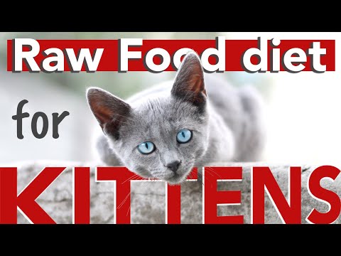 Raw Food Diet for Kittens and Cats - Beginner’s guide