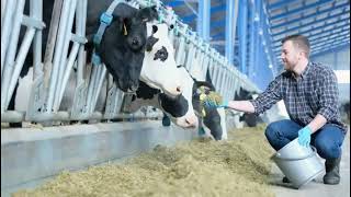 Premium Food bio stimulant for cows