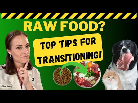 How To Transition Your Pet To A Raw Food Diet Safely To Optimize Gut Health | Holistic Vet Guide