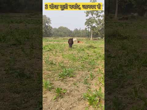 मूली की बर्बादी#agriculture #trending #farming #जानवर पशु #वायरल #