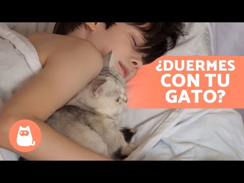 5 BENEFICIOS de DORMIR con tu GATO 🐱💤 ¿Es Bueno Dormir con Tu Gato?