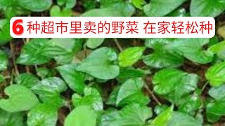 【懒人蔬菜】6种野菜  超市里卖的这些野菜 在家种很容易  真正的懒人蔬菜